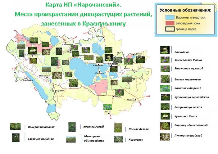 Нарочанский край карта